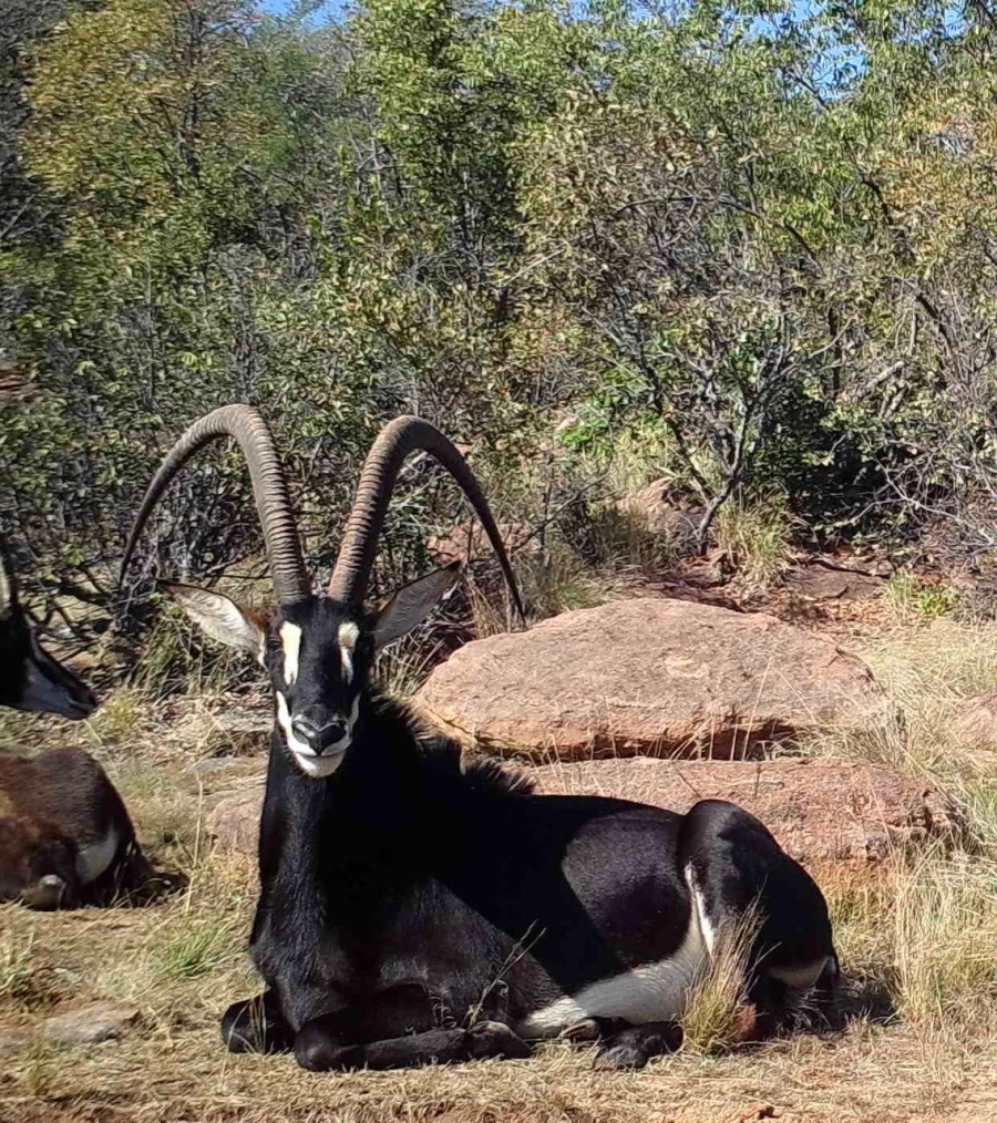 0 Bedroom Property for Sale in Vaalwater Limpopo