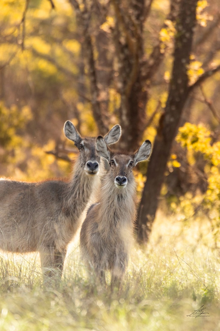 0 Bedroom Property for Sale in Vaalwater Limpopo