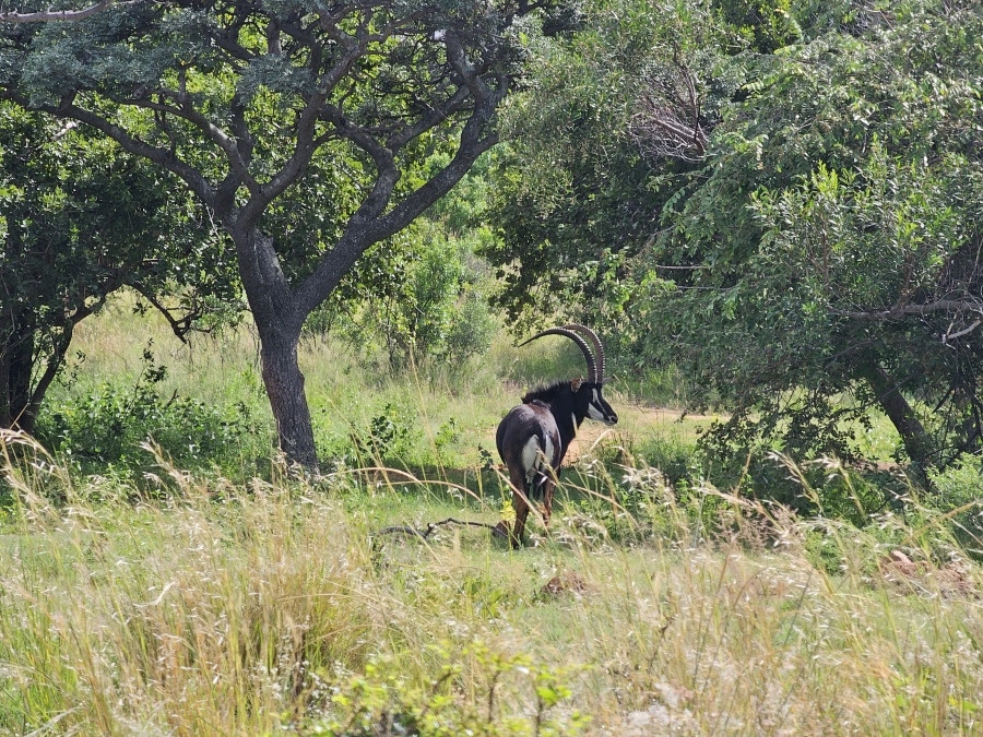 0 Bedroom Property for Sale in Bela Bela Limpopo