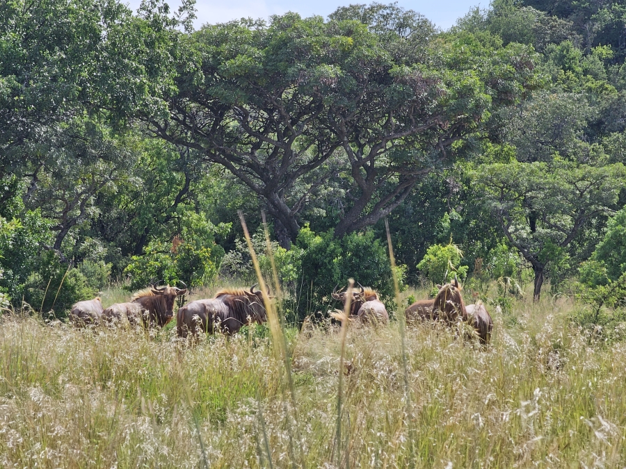 0 Bedroom Property for Sale in Bela Bela Limpopo