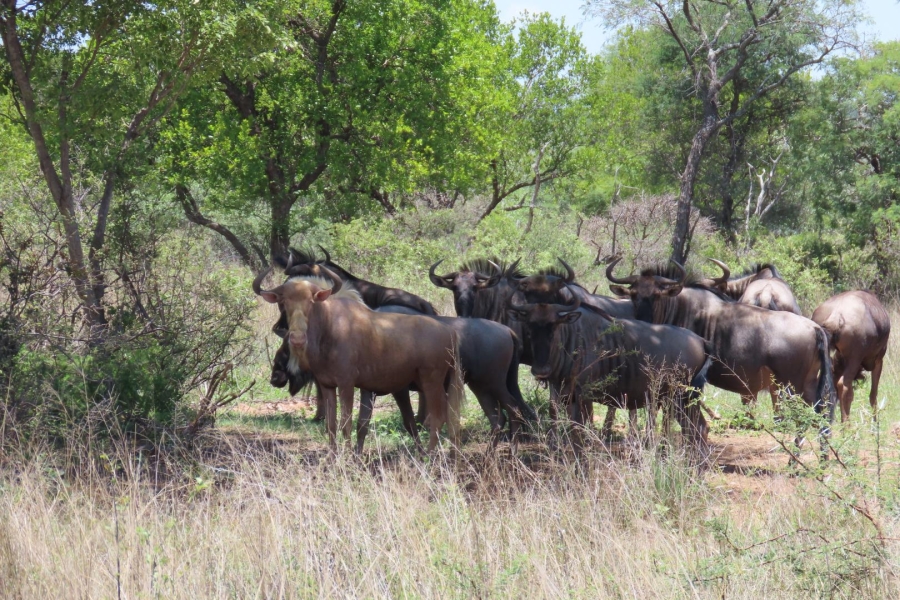 0 Bedroom Property for Sale in Vaalwater Limpopo