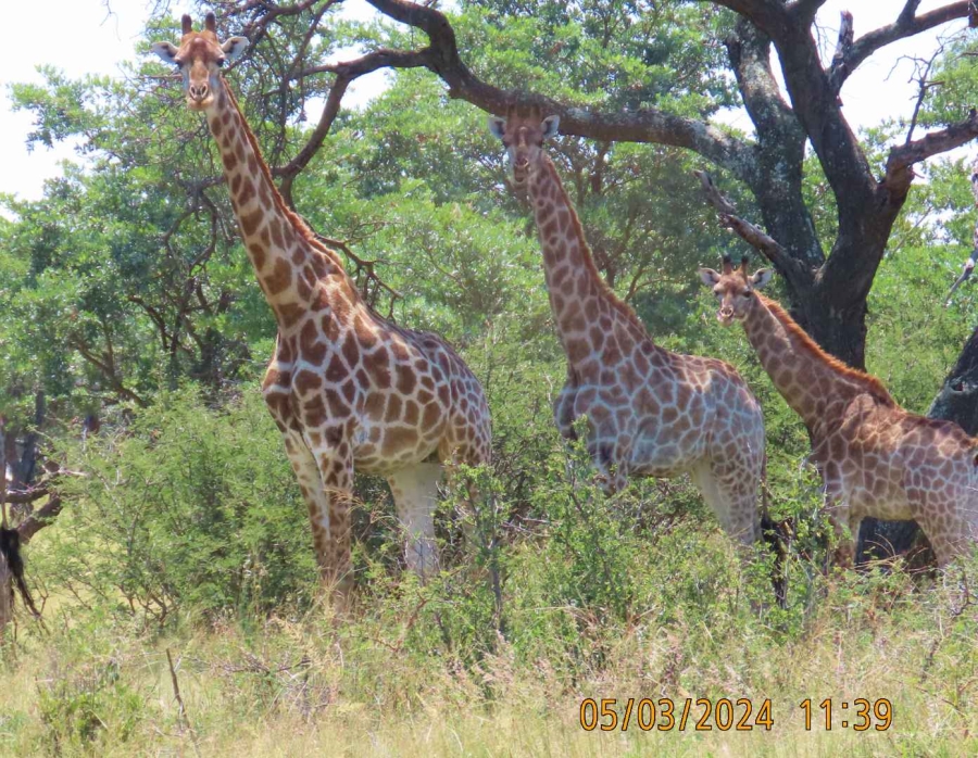 0 Bedroom Property for Sale in Vaalwater Limpopo