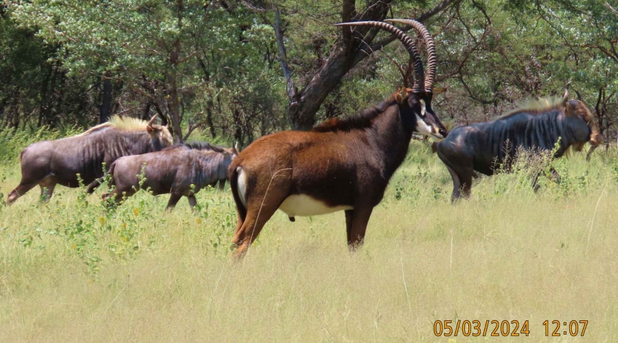 0 Bedroom Property for Sale in Vaalwater Limpopo