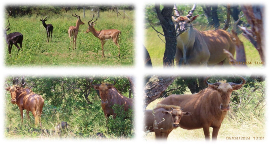 0 Bedroom Property for Sale in Vaalwater Limpopo