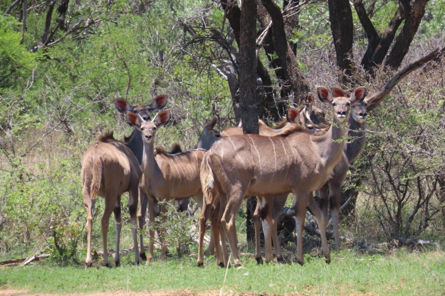 0 Bedroom Property for Sale in Vaalwater Limpopo