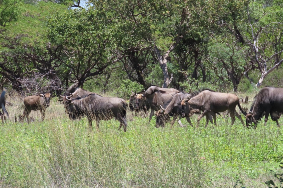 0 Bedroom Property for Sale in Vaalwater Limpopo