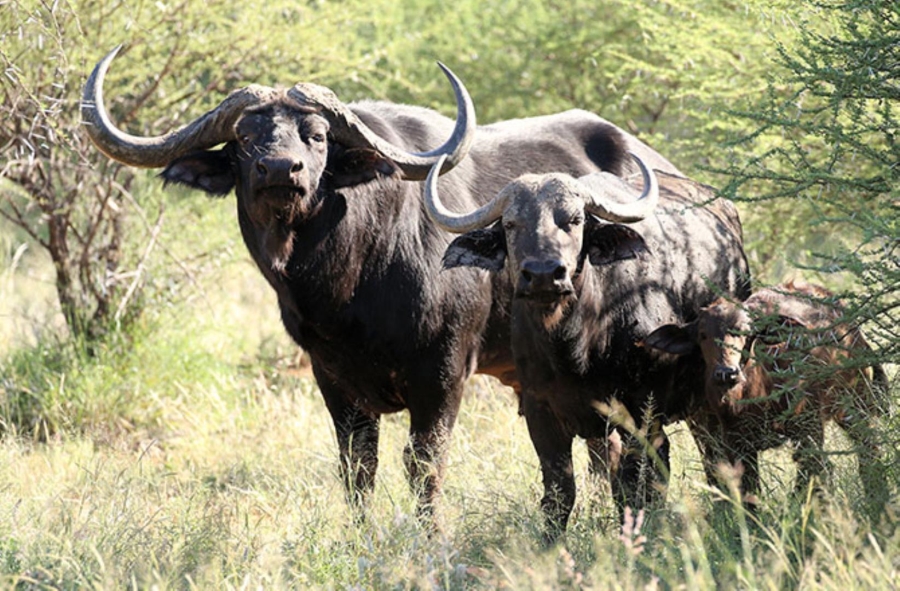 0 Bedroom Property for Sale in Lephalale Limpopo