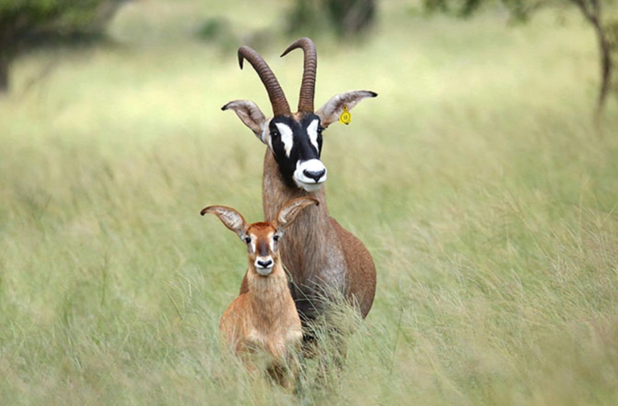 0 Bedroom Property for Sale in Lephalale Limpopo