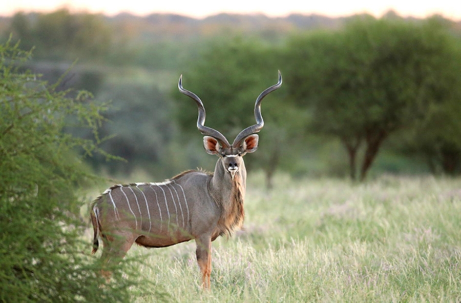 0 Bedroom Property for Sale in Lephalale Limpopo