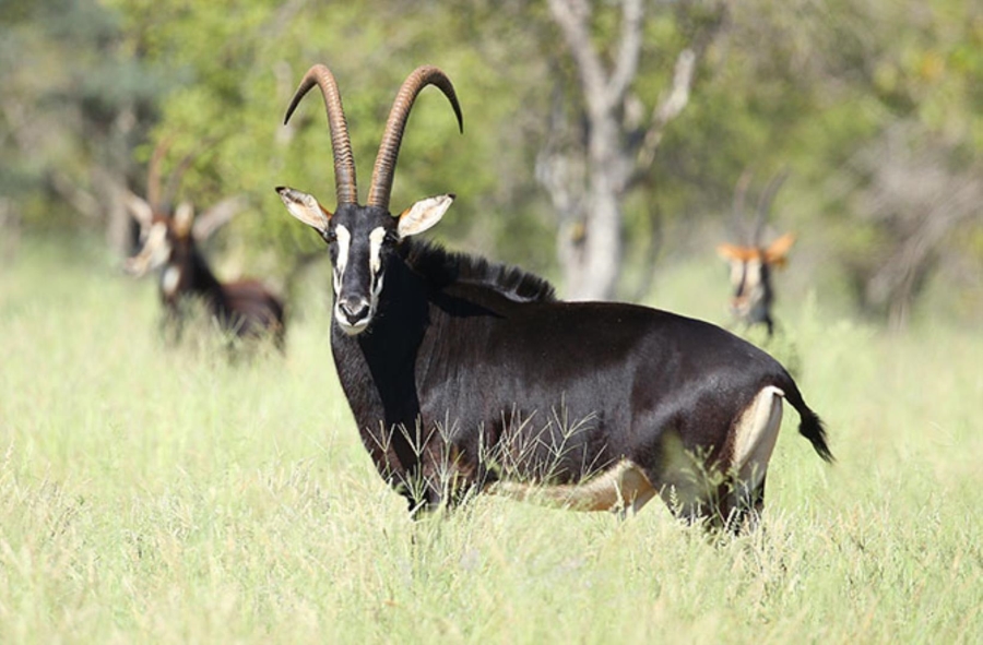 0 Bedroom Property for Sale in Lephalale Limpopo