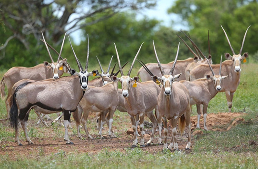 0 Bedroom Property for Sale in Lephalale Limpopo