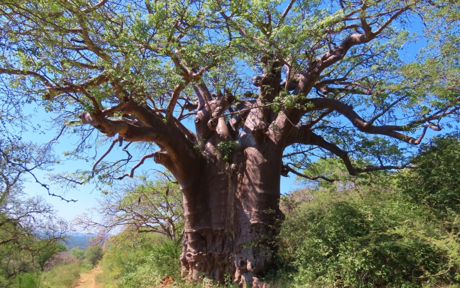 0 Bedroom Property for Sale in Lephalale Limpopo