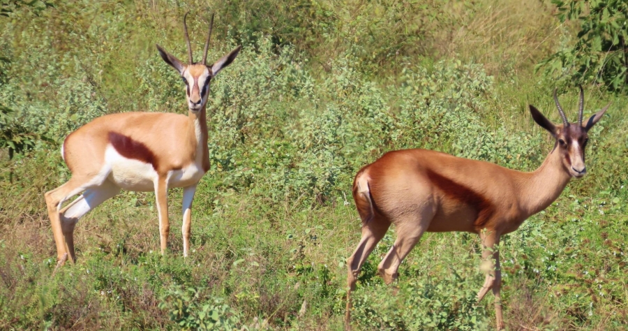 0 Bedroom Property for Sale in Lephalale Limpopo