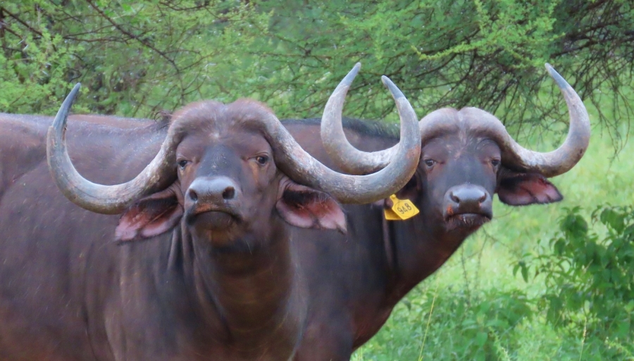 0 Bedroom Property for Sale in Lephalale Limpopo