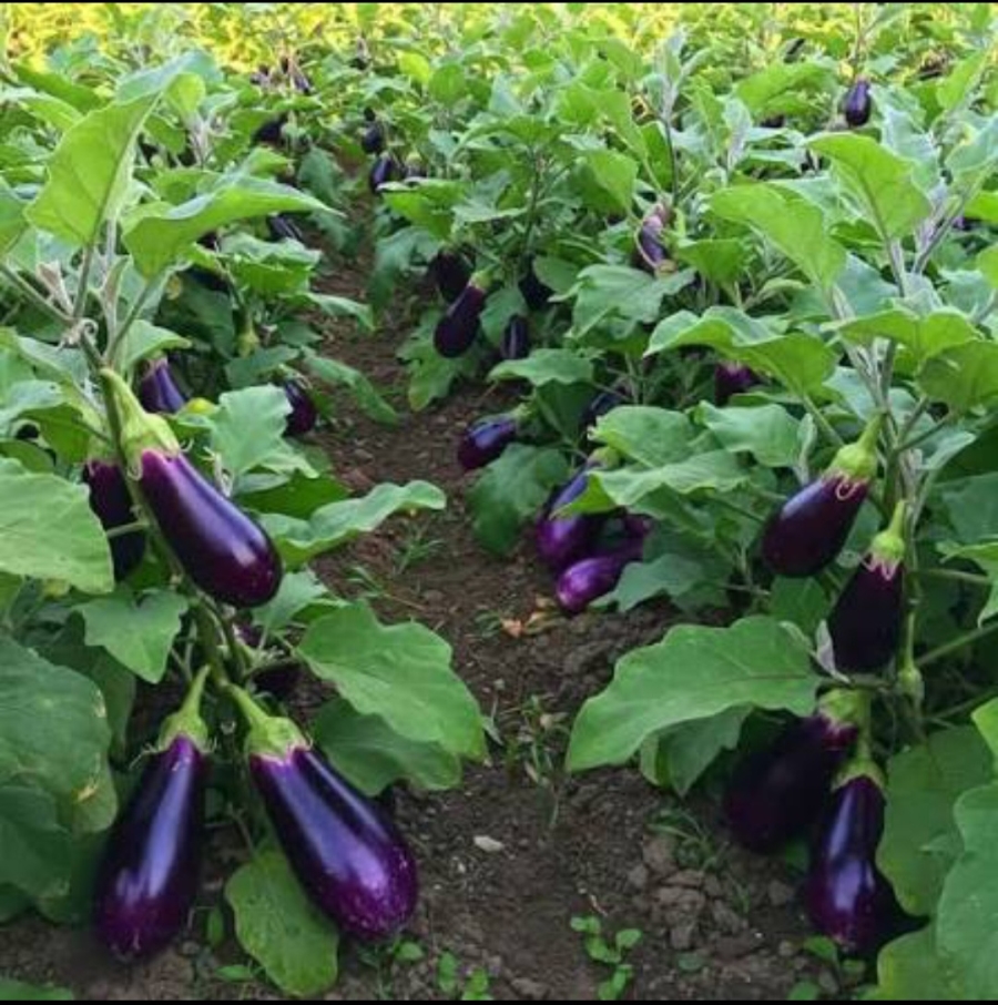 4 Bedroom Property for Sale in Tzaneen Rural Limpopo