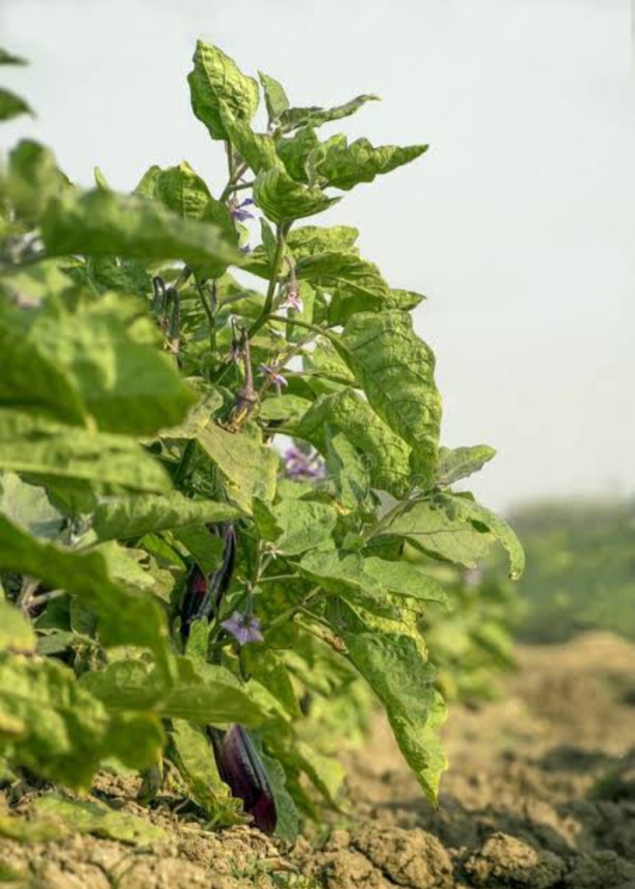 4 Bedroom Property for Sale in Tzaneen Rural Limpopo