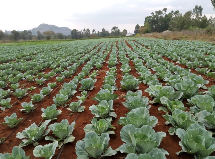 4 Bedroom Property for Sale in Tzaneen Rural Limpopo