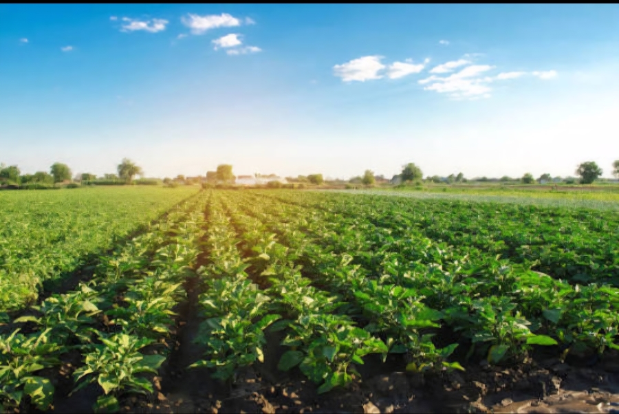 4 Bedroom Property for Sale in Tzaneen Rural Limpopo