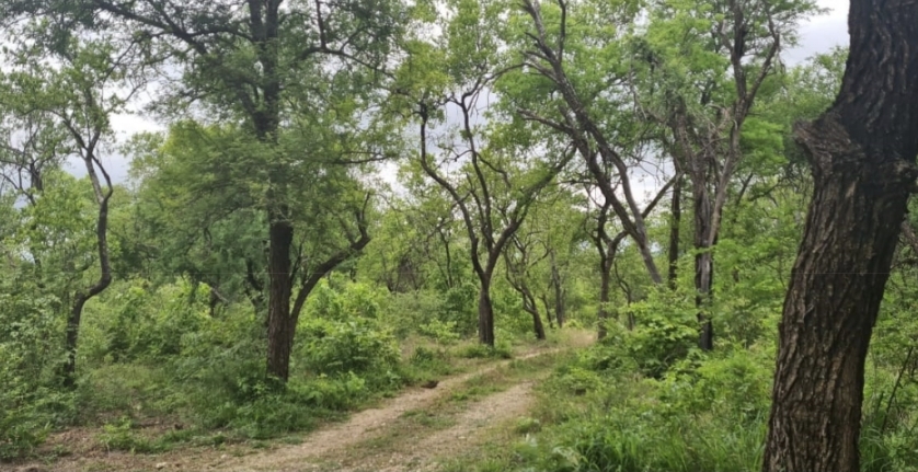 3 Bedroom Property for Sale in Tzaneen Rural Limpopo