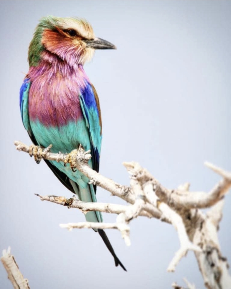 3 Bedroom Property for Sale in Tzaneen Rural Limpopo