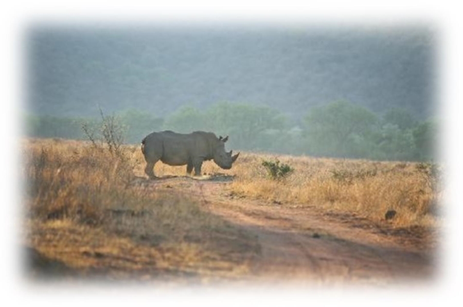 0 Bedroom Property for Sale in Vaalwater Limpopo