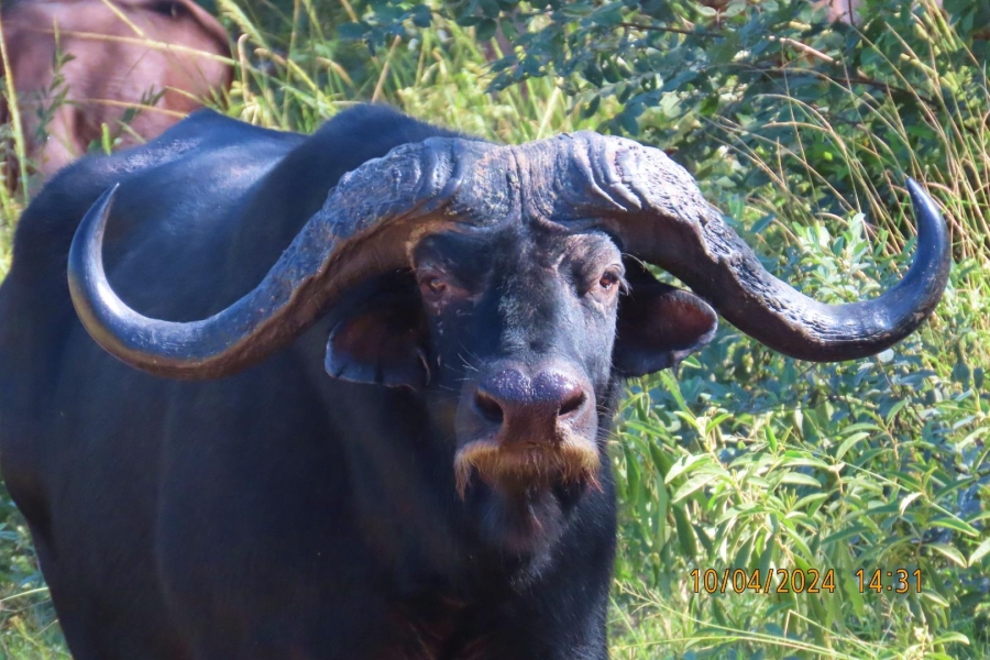 0 Bedroom Property for Sale in Vaalwater Limpopo