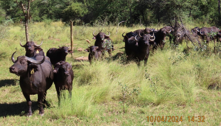 0 Bedroom Property for Sale in Vaalwater Limpopo