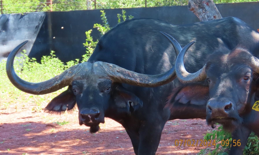 0 Bedroom Property for Sale in Vaalwater Limpopo