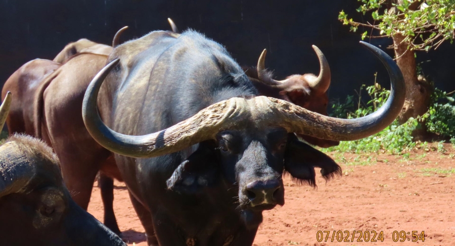 0 Bedroom Property for Sale in Vaalwater Limpopo