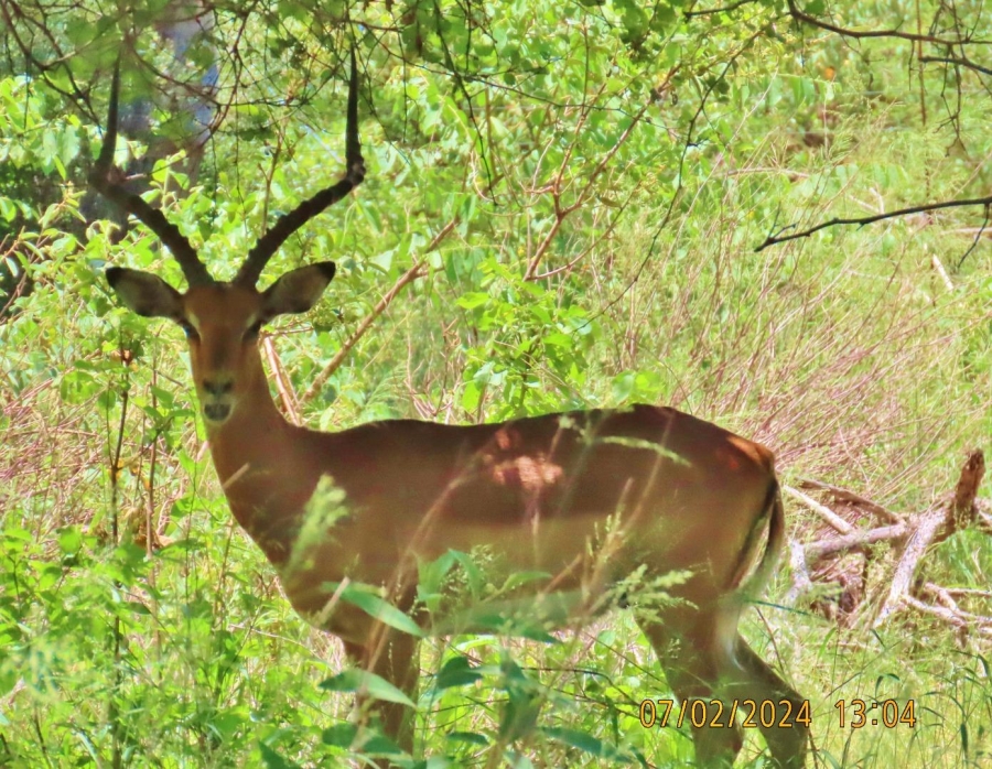 0 Bedroom Property for Sale in Vaalwater Limpopo