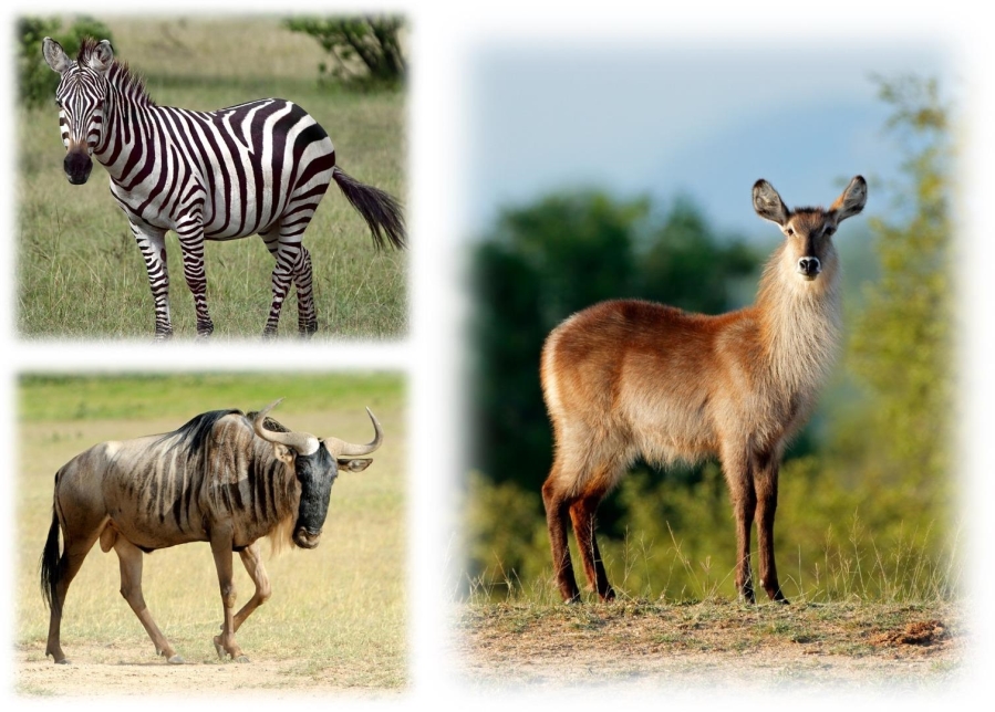 0 Bedroom Property for Sale in Vaalwater Limpopo