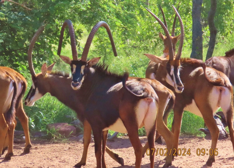 0 Bedroom Property for Sale in Vaalwater Limpopo