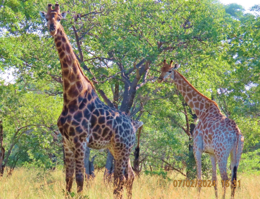 0 Bedroom Property for Sale in Vaalwater Limpopo