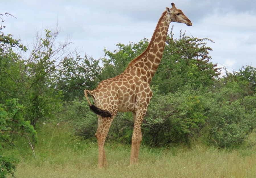 6 Bedroom Property for Sale in Alldays Limpopo