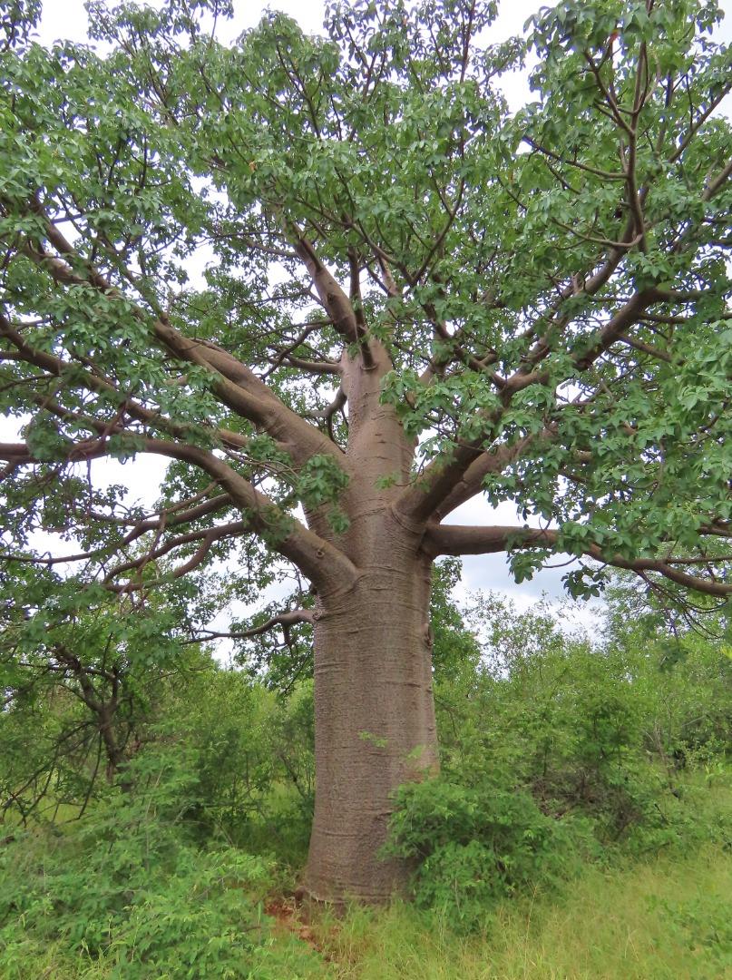 6 Bedroom Property for Sale in Alldays Limpopo