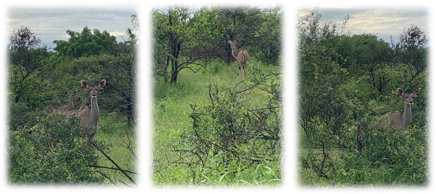 6 Bedroom Property for Sale in Alldays Limpopo