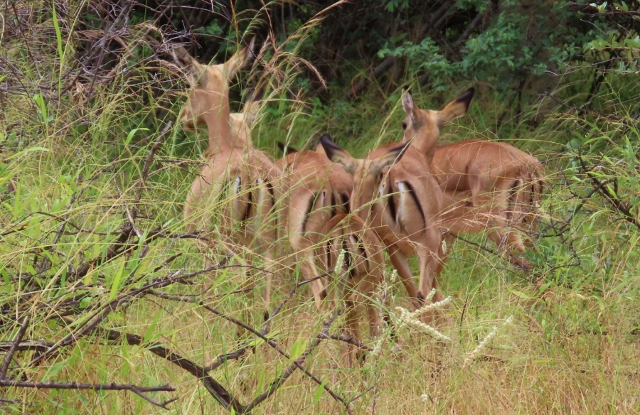 6 Bedroom Property for Sale in Alldays Limpopo