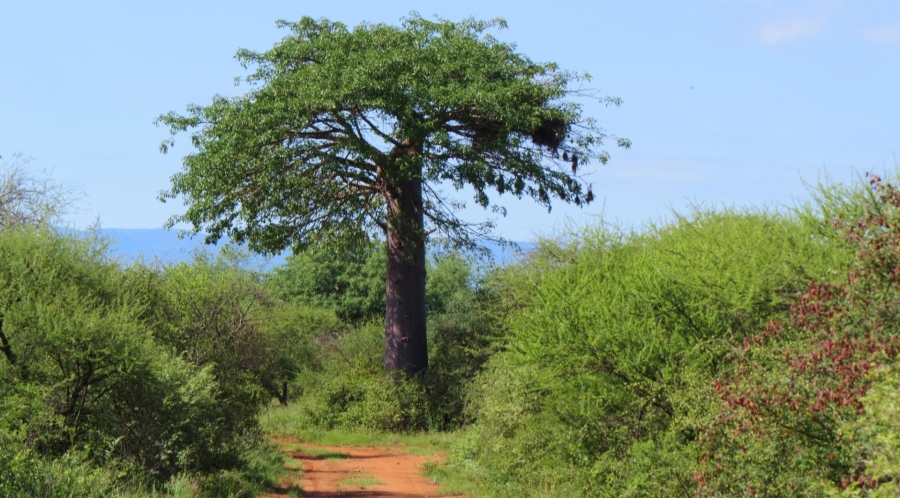 0 Bedroom Property for Sale in Alldays Limpopo