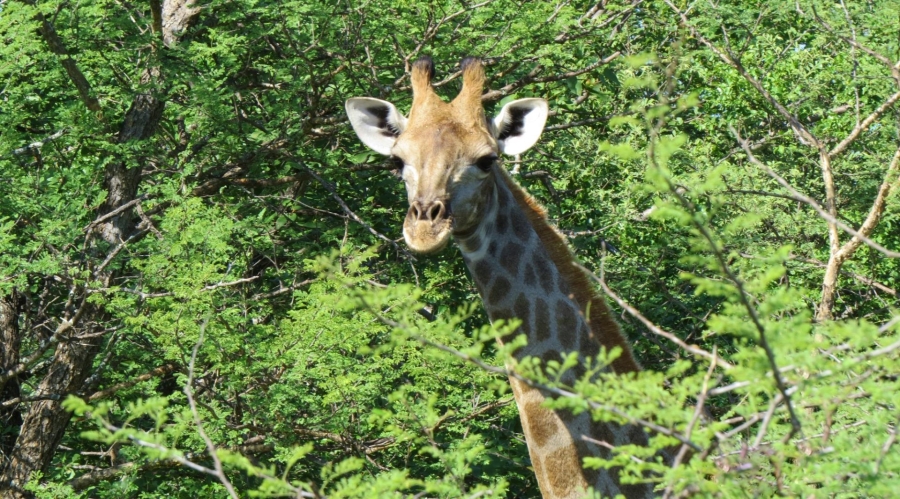 0 Bedroom Property for Sale in Alldays Limpopo