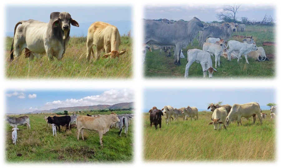 6 Bedroom Property for Sale in Vaalwater Limpopo