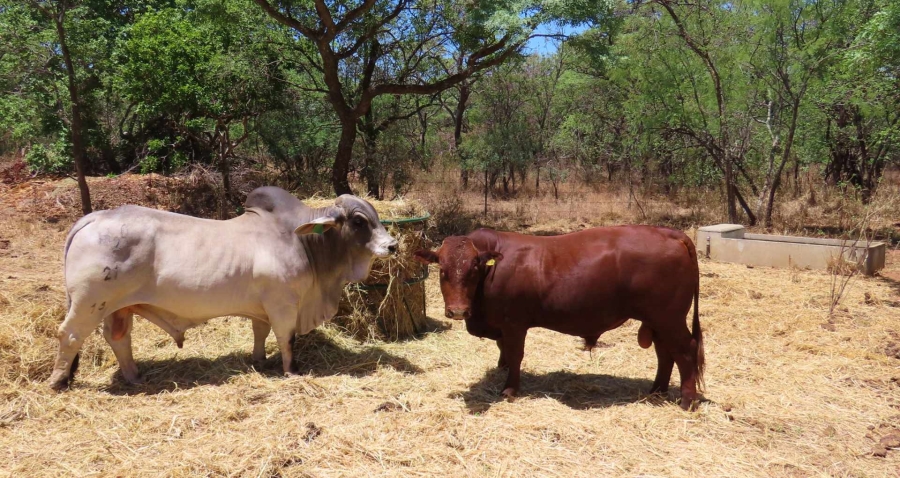 6 Bedroom Property for Sale in Vaalwater Limpopo