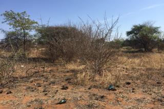 0 Bedroom Property for Sale in Bendor Limpopo