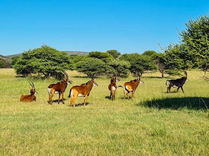 0 Bedroom Property for Sale in Bela Bela Limpopo