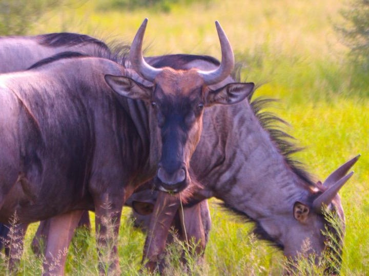 0 Bedroom Property for Sale in Bela Bela Limpopo