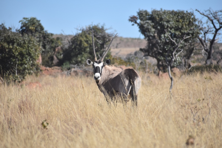 0 Bedroom Property for Sale in Bela Bela Limpopo