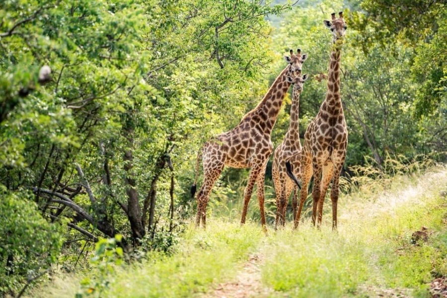 27 Bedroom Property for Sale in Groblersdal Rural Limpopo