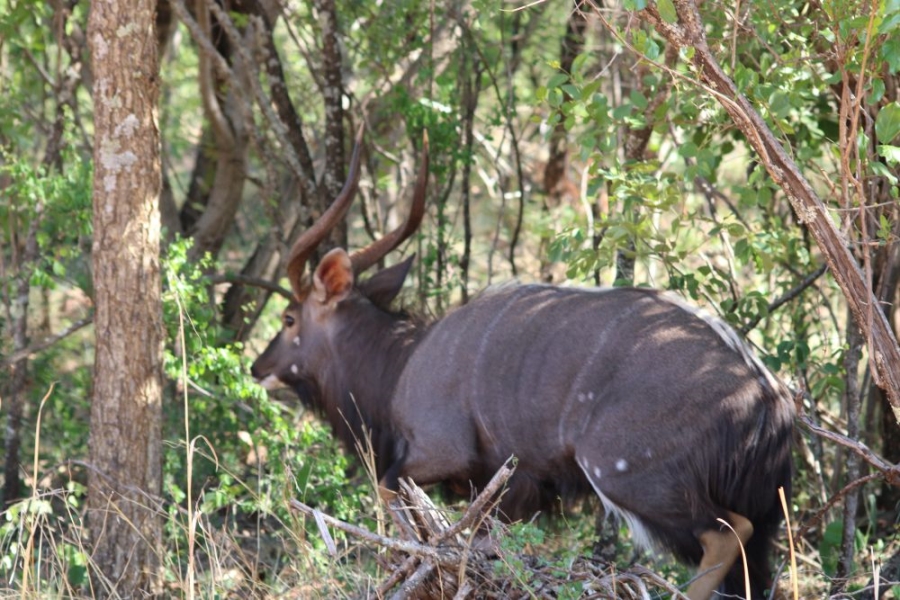 27 Bedroom Property for Sale in Groblersdal Rural Limpopo