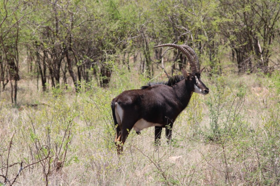 27 Bedroom Property for Sale in Groblersdal Rural Limpopo