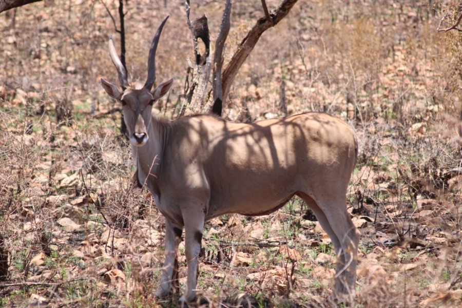 27 Bedroom Property for Sale in Groblersdal Rural Limpopo