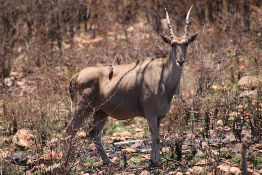 27 Bedroom Property for Sale in Groblersdal Rural Limpopo